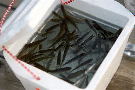bait fish|Fishing Bait 101: What to Use and How to Choose It.